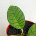 Hoya Ranauensis - Aroidasia