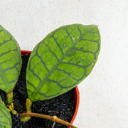 Hoya Ranauensis - Aroidasia