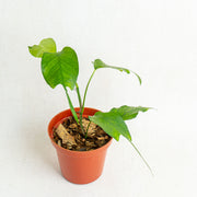 Epipremnum pinnatum skeleton key - Aroidasia