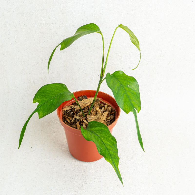 Epipremnum pinnatum skeleton key - Aroidasia