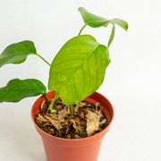 Epipremnum pinnatum skeleton key - Aroidasia