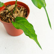 Epipremnum pinnatum skeleton key - Aroidasia