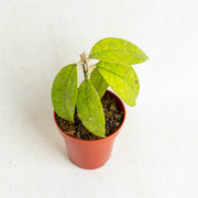 Hoya finlaysonii Sp borneo - Aroidasia