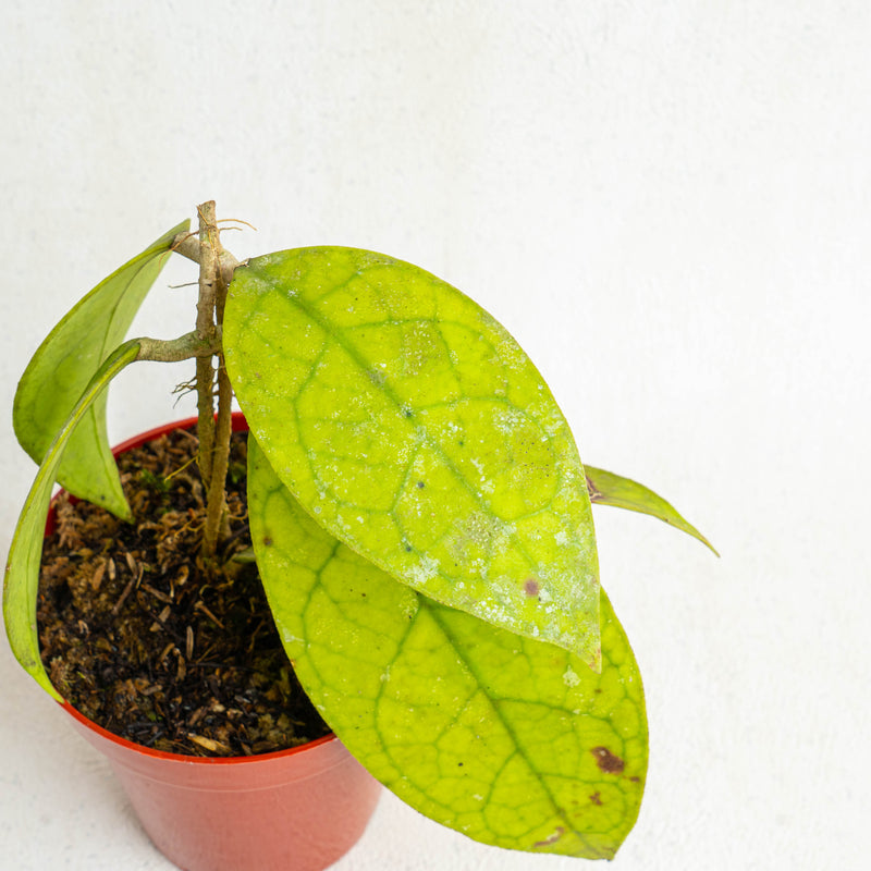 Hoya finlaysonii Sp borneo - Aroidasia