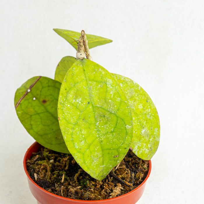 Hoya finlaysonii Sp borneo - Aroidasia