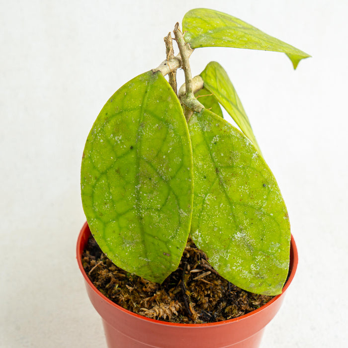 Hoya finlaysonii Sp borneo - Aroidasia