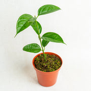 Hoya phyllura - Aroidasia