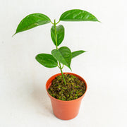 Hoya phyllura - Aroidasia