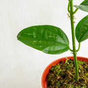 Hoya phyllura - Aroidasia