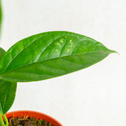 Hoya phyllura - Aroidasia