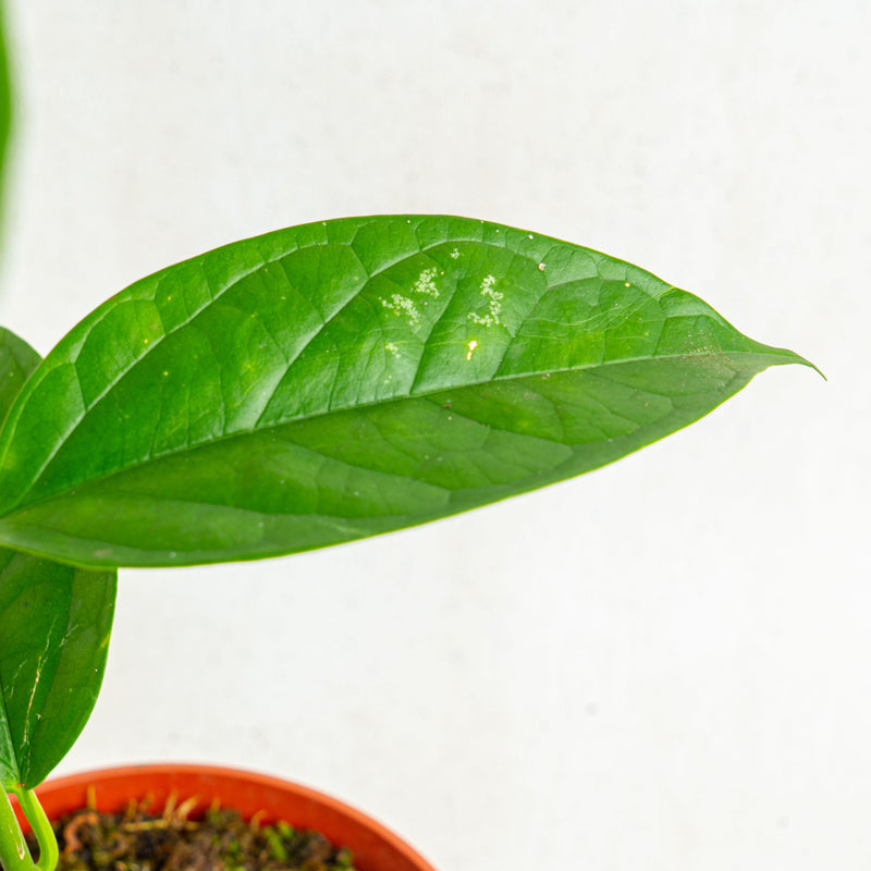 Hoya phyllura - Aroidasia