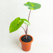 Colocasia esculenta midori sour - Aroidasia