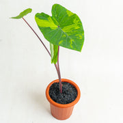 Colocasia esculenta midori sour - Aroidasia