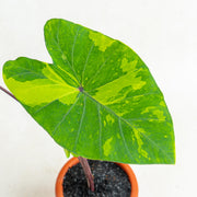 Colocasia esculenta midori sour - Aroidasia