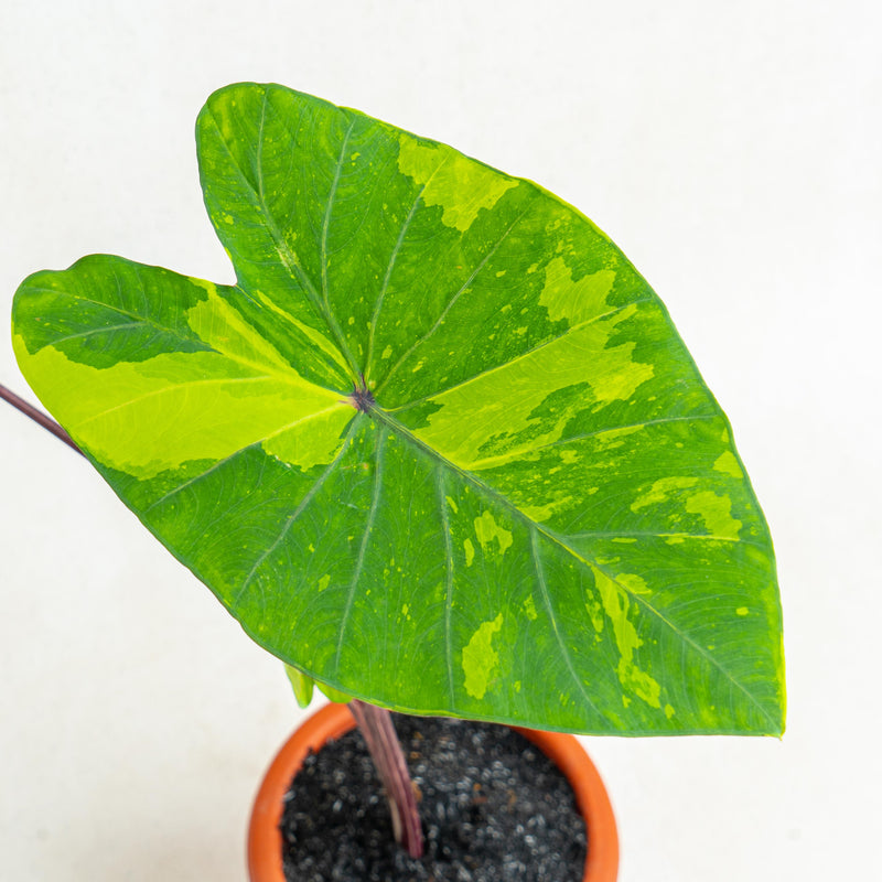 Colocasia esculenta midori sour - Aroidasia