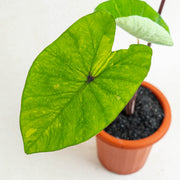 Colocasia esculenta midori sour - Aroidasia