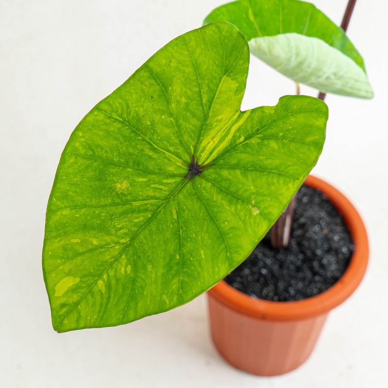 Colocasia esculenta midori sour - Aroidasia