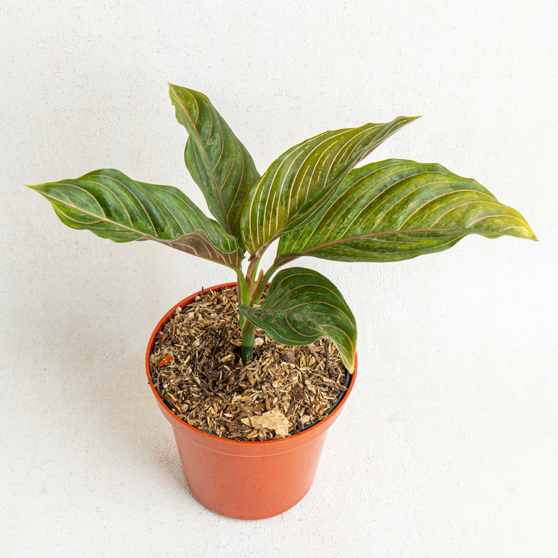 Aglaonema red army - Aroidasia