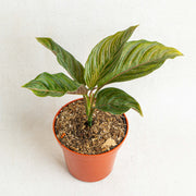 Aglaonema red army - Aroidasia