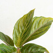 Aglaonema red army - Aroidasia