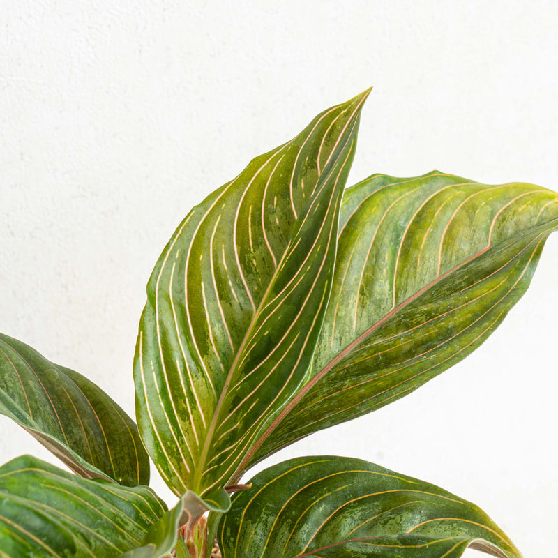 Aglaonema red army - Aroidasia