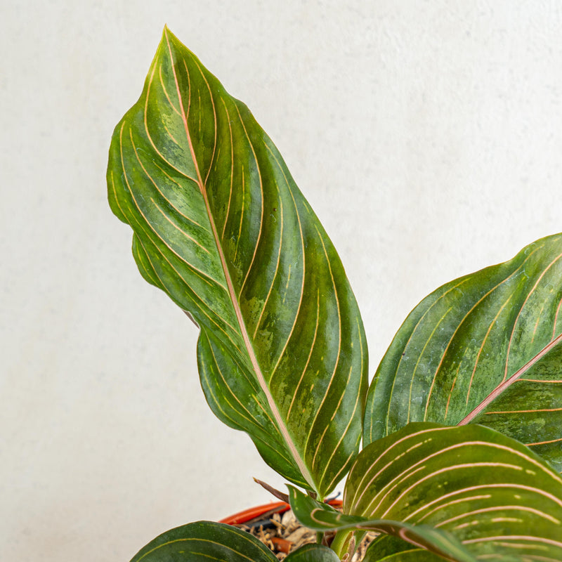 Aglaonema red army - Aroidasia