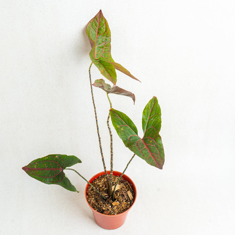 Cyrtosperma johnstonii - Aroidasia