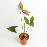 Cyrtosperma johnstonii - Aroidasia