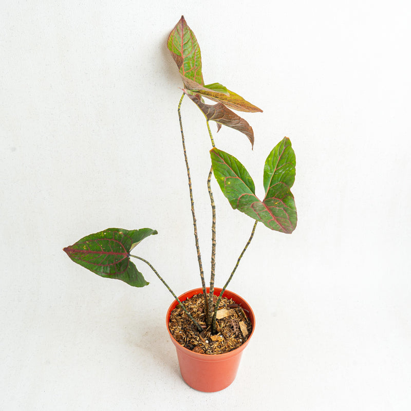 Cyrtosperma johnstonii - Aroidasia