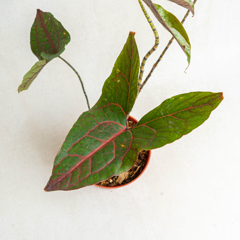 Cyrtosperma johnstonii - Aroidasia