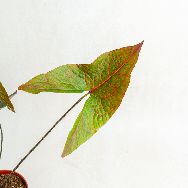 Cyrtosperma johnstonii - Aroidasia