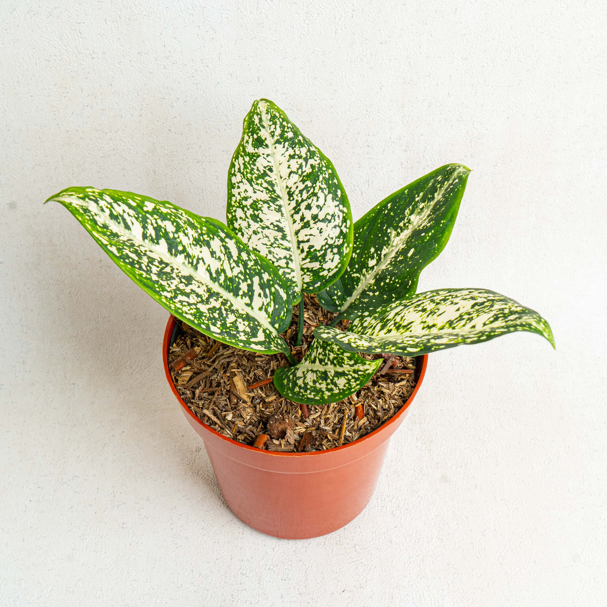 その他観葉植物 Aglaonema Moradok Lok Aglaonema Morodoklok — Aroidasia