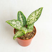 Aglaonema morodoklok - Aroidasia