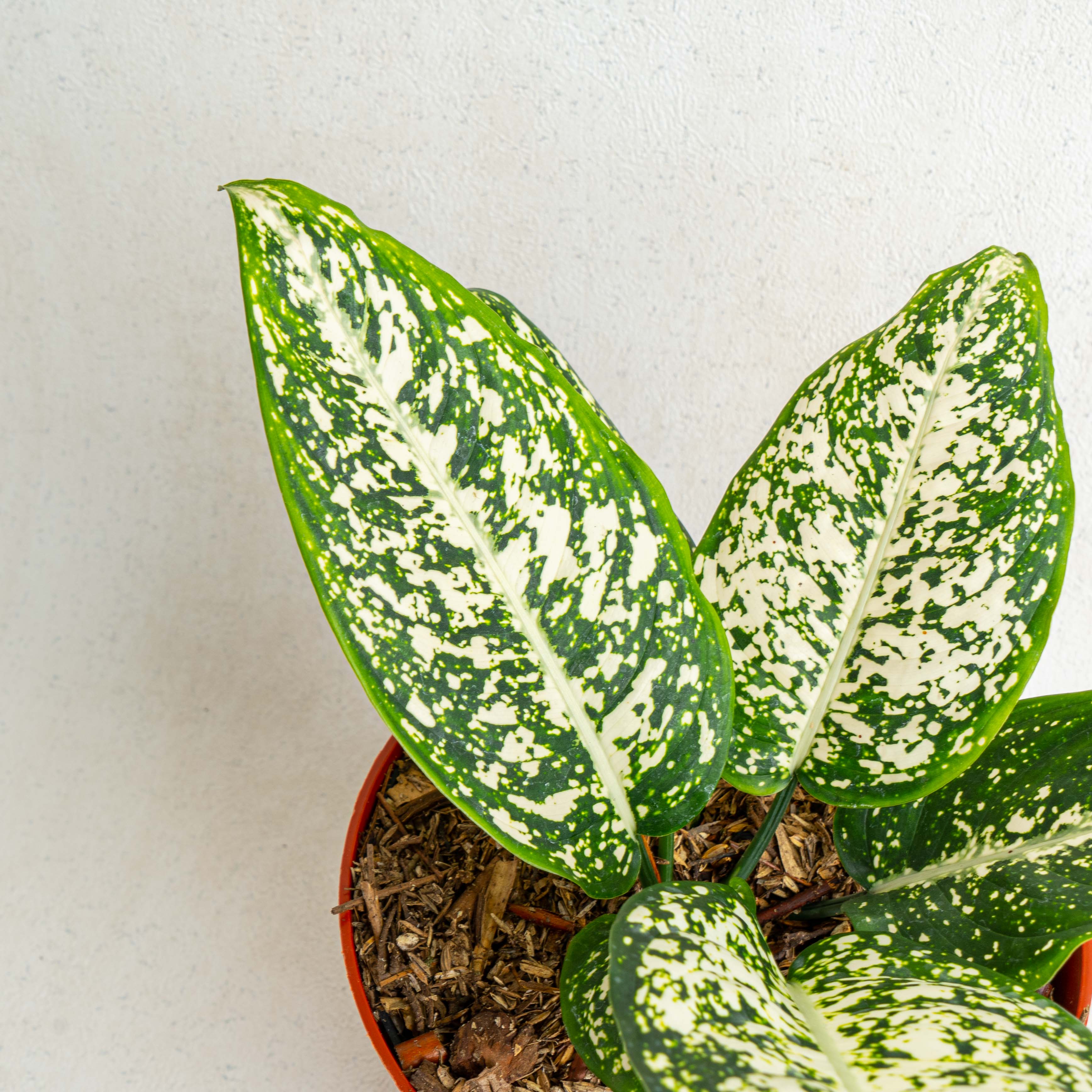 Aglaonema Morodoklok — Aroidasia