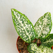 Aglaonema morodoklok - Aroidasia