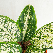 Aglaonema morodoklok - Aroidasia