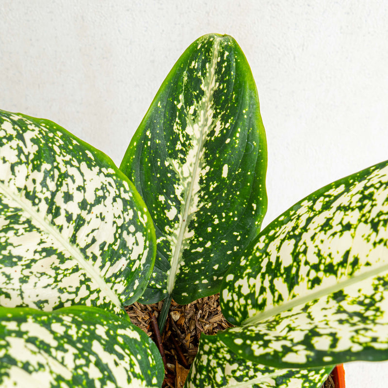 Aglaonema morodoklok - Aroidasia