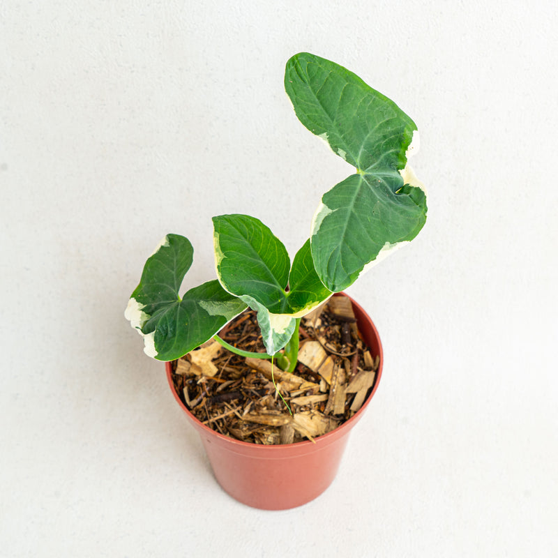 Alocasia Mickey Mouse