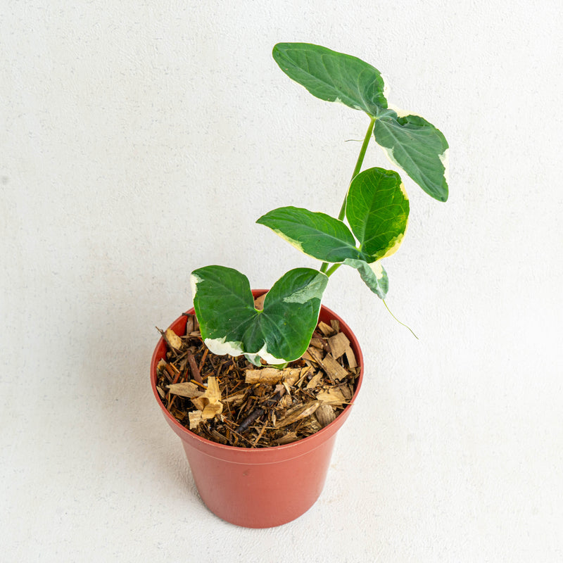 Alocasia Mickey Mouse