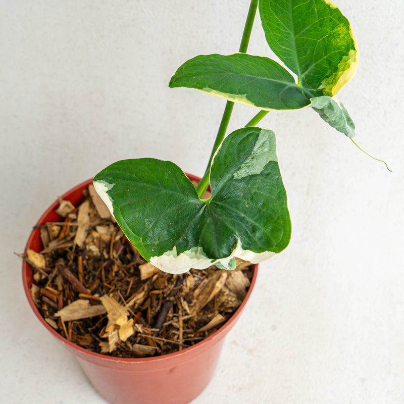 Alocasia Mickey Mouse