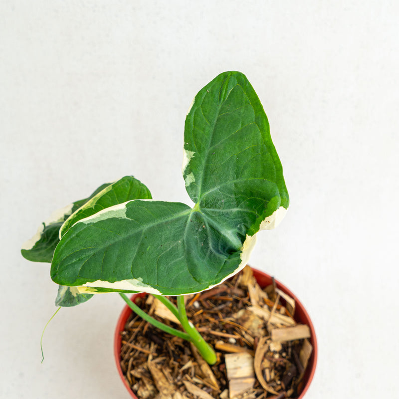 Alocasia Mickey Mouse