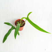 Philodendron holtonianum - Aroidasia