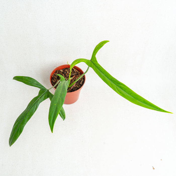 Philodendron holtonianum - Aroidasia