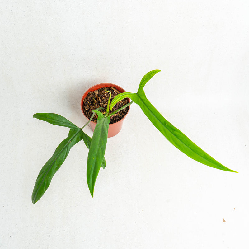 Philodendron holtonianum - Aroidasia