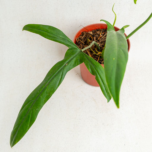 holtonianum philodendron Philodendron Holtonianum — Aroidasia