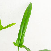 Philodendron holtonianum - Aroidasia