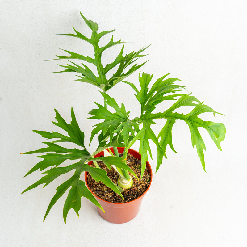 Philodendron Warscewiczii