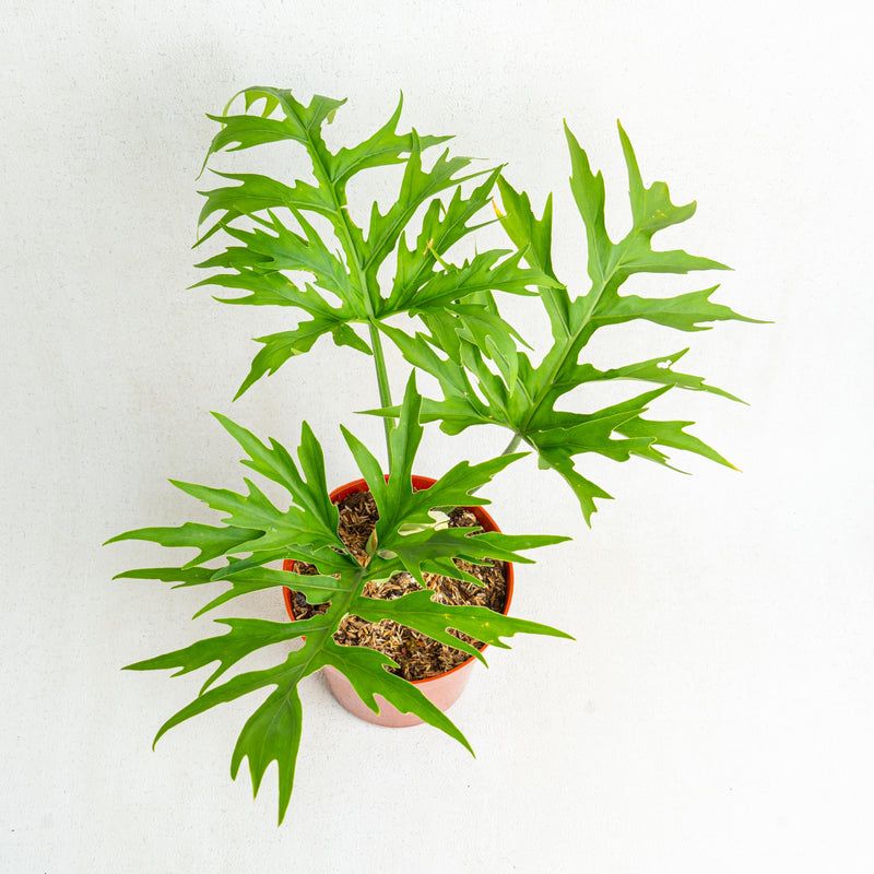 Philodendron Warscewiczii