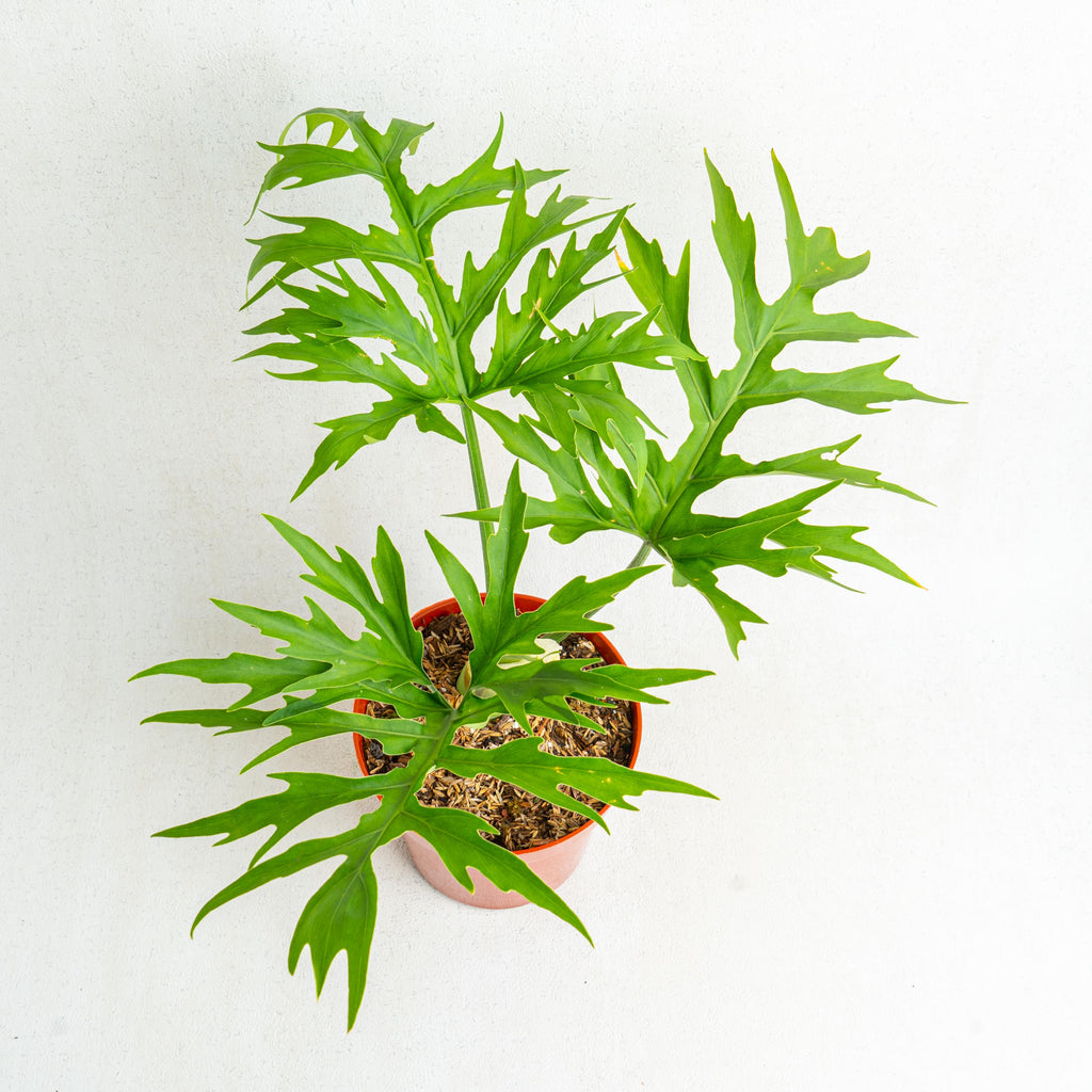 Philodendron Warscewiczii