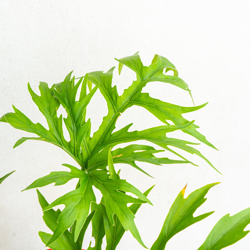 Philodendron Warscewiczii